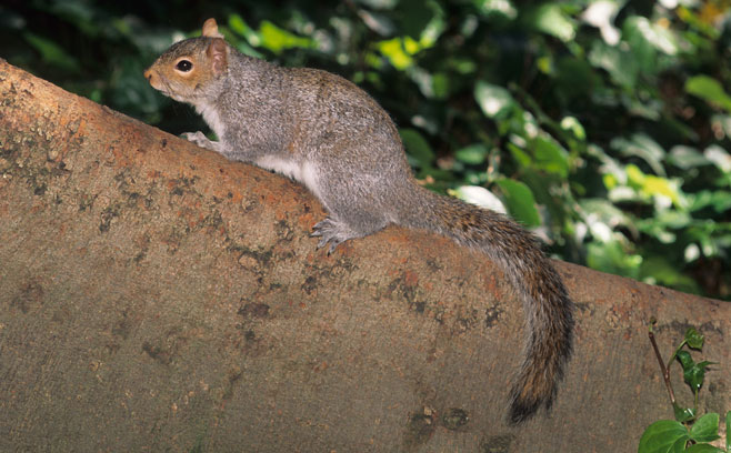 Sciurus carolinensis (Grey Squirrel)