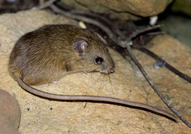 Micaelamys namaquensis (Namaqua rock mouse)