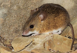 Mus minutoides (Pygmy mouse)