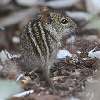 Rhabdomys pumilio (Four-striped grass mouse, Striped field mouse, Striped mouse)