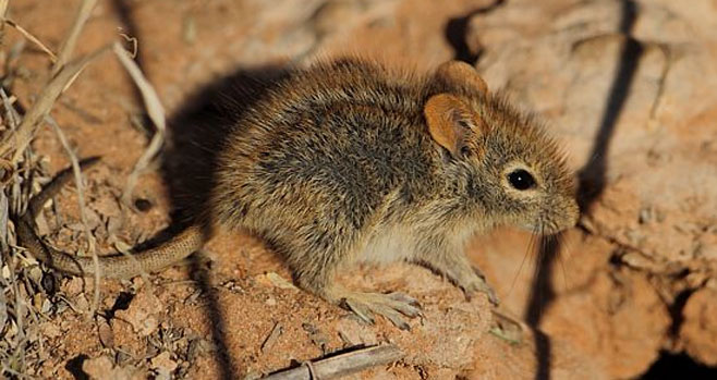 Rhabdomys pumilio (Four-striped grass mouse, Striped field mouse, Striped mouse)