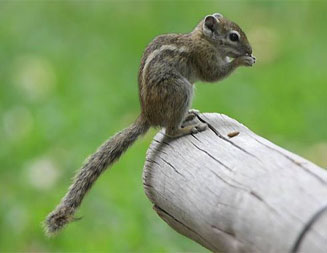 Funisciurus congicus (Striped tree squirrel)
