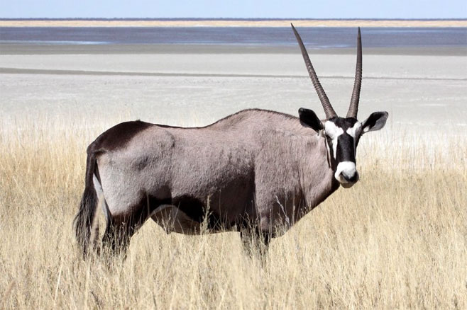 Oryx gazella (Gemsbok)