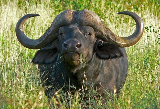 Syncerus caffer (African buffalo)