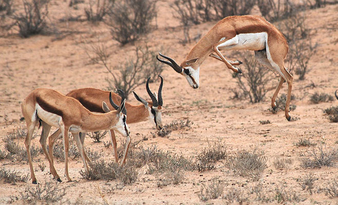 Antidorcas marsupialis (Springbok)