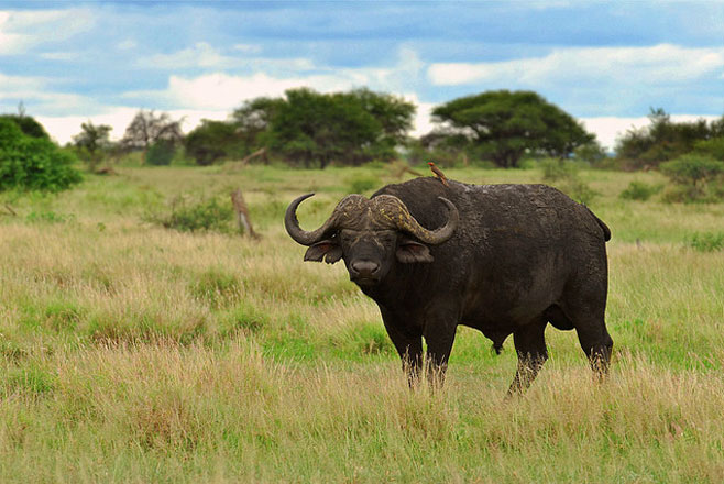 Cape buffalo, African Savanna Mammal