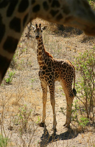 Giraffa camelopardalis (Giraffe)