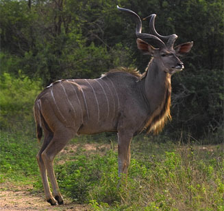 Tragelaphus strepsiceros (Greater kudu)