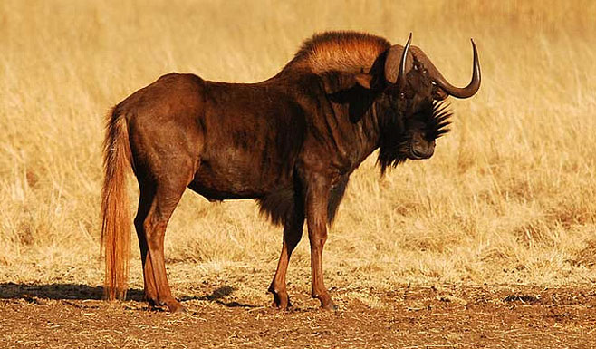 Connochaetes gnou (Black wildebeest, White-tailed gnu)
