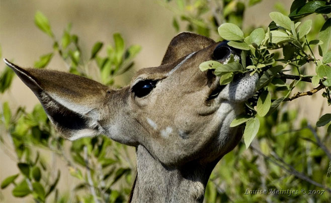 Tragelaphus strepsiceros (Greater kudu)