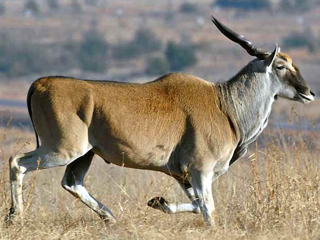 Tragelaphus oryx (Eland)