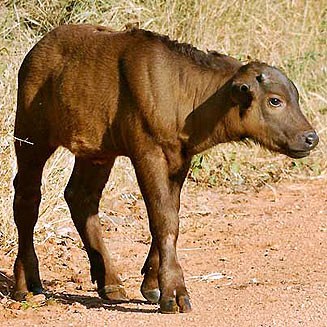 Syncerus caffer (African buffalo)