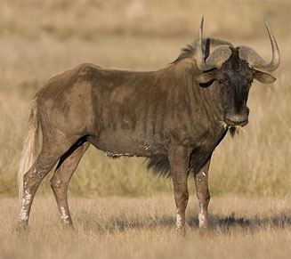 Connochaetes gnou (Black wildebeest, White-tailed gnu)