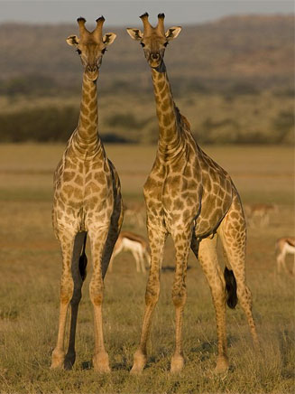 Giraffa camelopardalis (Giraffe)