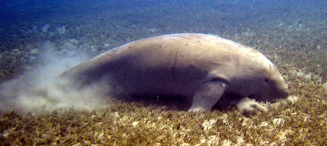 Dugong dugon (Dugong, Sea cow, Sea pig)
