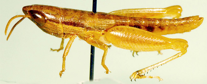 Pseudotristria isabelleae
