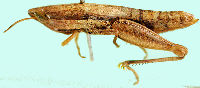 Pseudotristria manicae