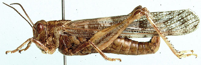Locustana pardalina