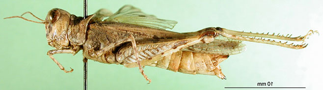 Acrotylus angulatus 