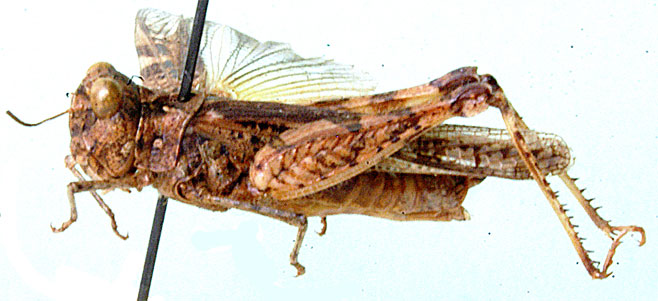 Acrotylus apricarius 