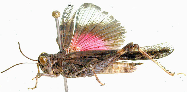 Acrotylus bilobatus 