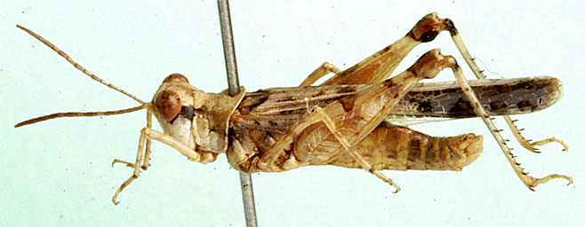 Acrotylus nigripennis 