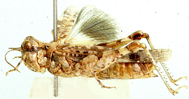 Acrotylus nigripennis 