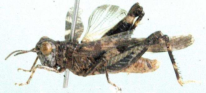 Aulocaroides capicolus