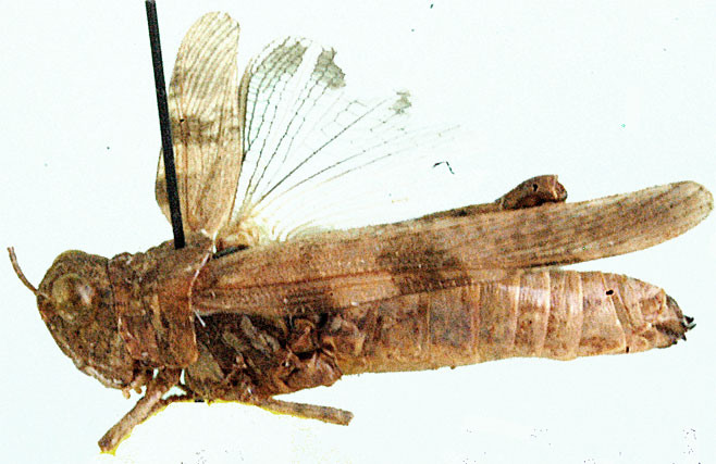 Aulocaroides capicolus