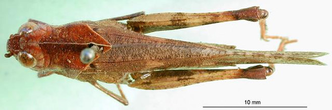 Humbe tenuicornis