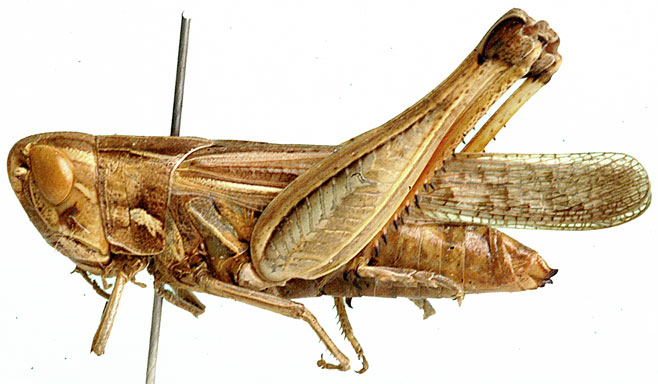 Aulacobothrus dorsatus