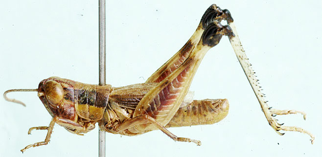 Ovambohippus anderssoni
