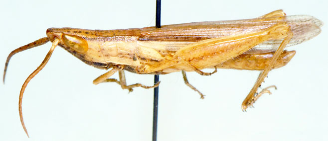 Platypternodes brevipes