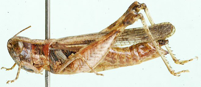 Stenohippus angulatus