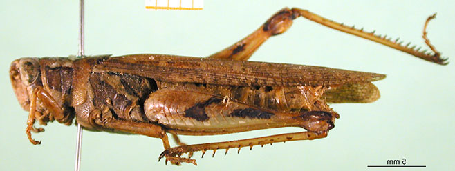 Catantops melanostictus 