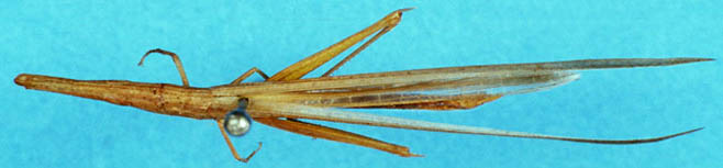 Cannula gracilis