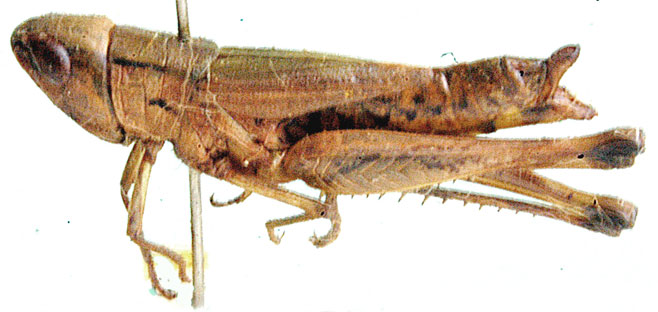 Coryphosima vumbaensis