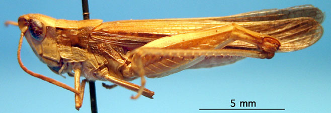 Coryphosima stenoptera