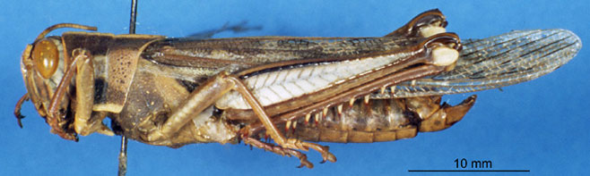 Acanthacris ruficornis (a grasshopper)