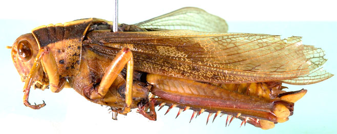 Acanthacris ruficornis (a grasshopper)