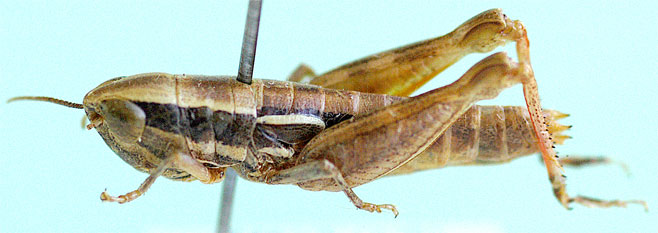 Hemiloryma deserticola