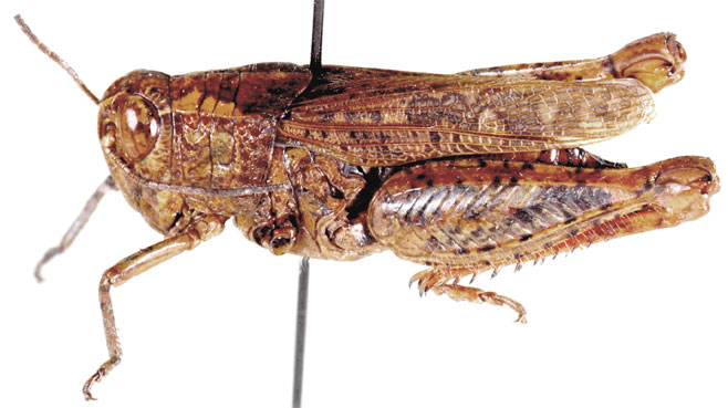 Calliptamicus antennatus