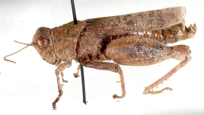 Phymeurus illepidus