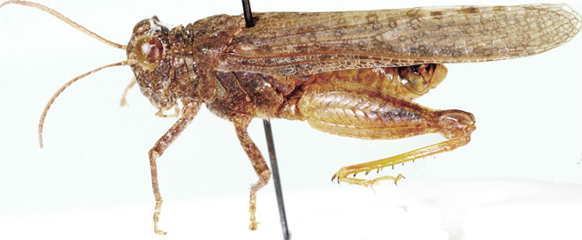 Plegmapteropsis gracilis