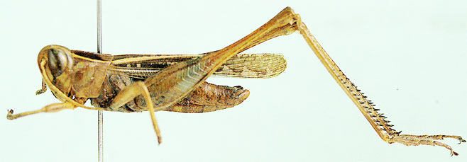 Metaxymecus gracilipes