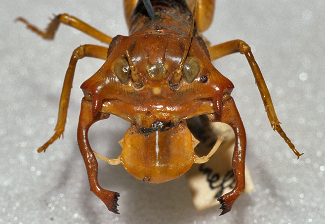 Henicus monstrosus in Iziko SA Museum collection