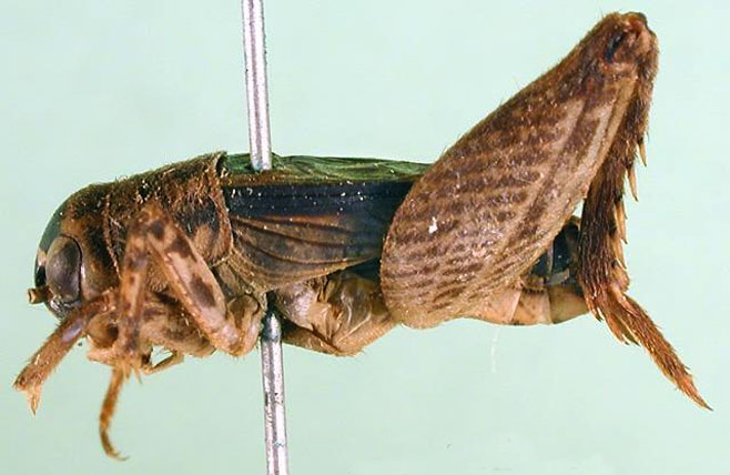 Modicogryllus conspersus 