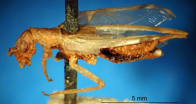Oecanthus capensis 