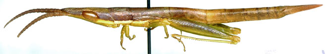 Betiscoides meridionalis 