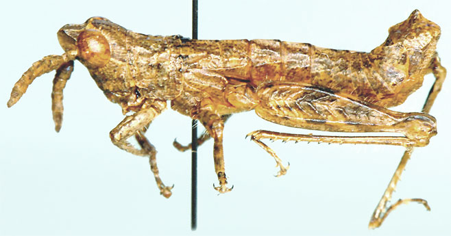 Karruia gracilis